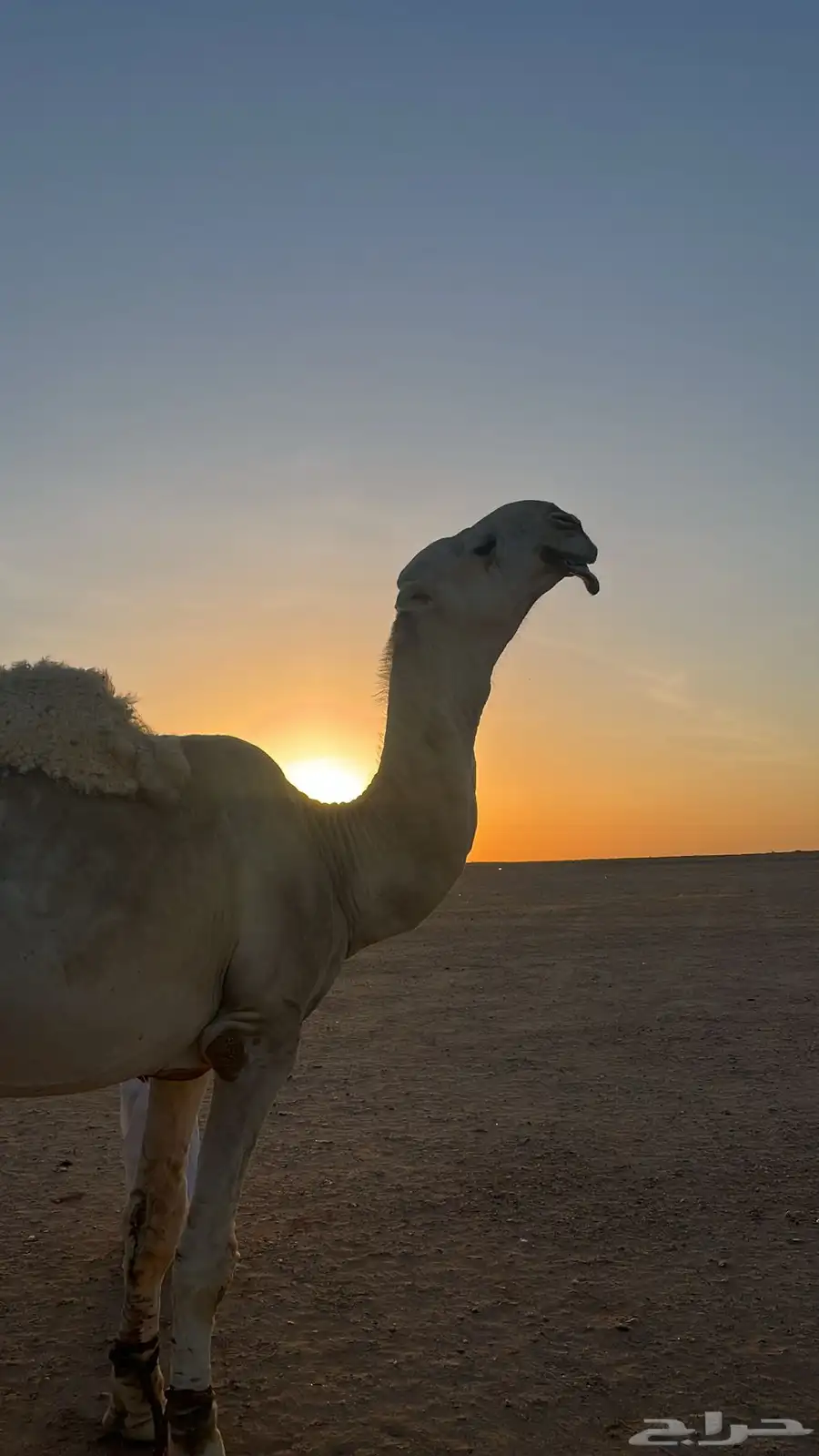 بعير ل البيع 2