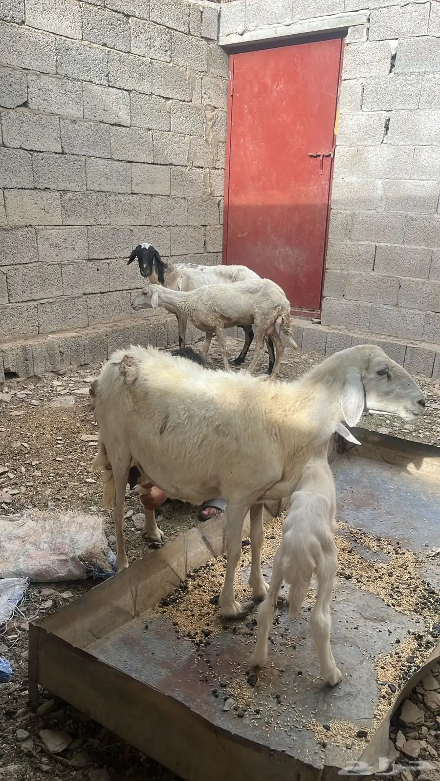 للبيع نعجه منتوجه تم البيع تم البيع 1