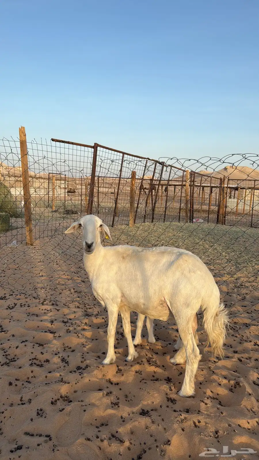 رغايث حريات طيبات مره 1