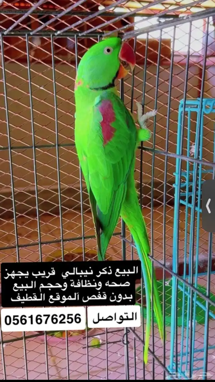 دكور نيبالي 1
