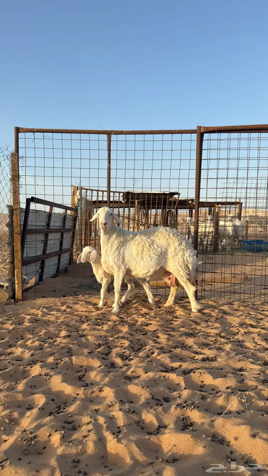 رغايث حريات طيبات مره 0