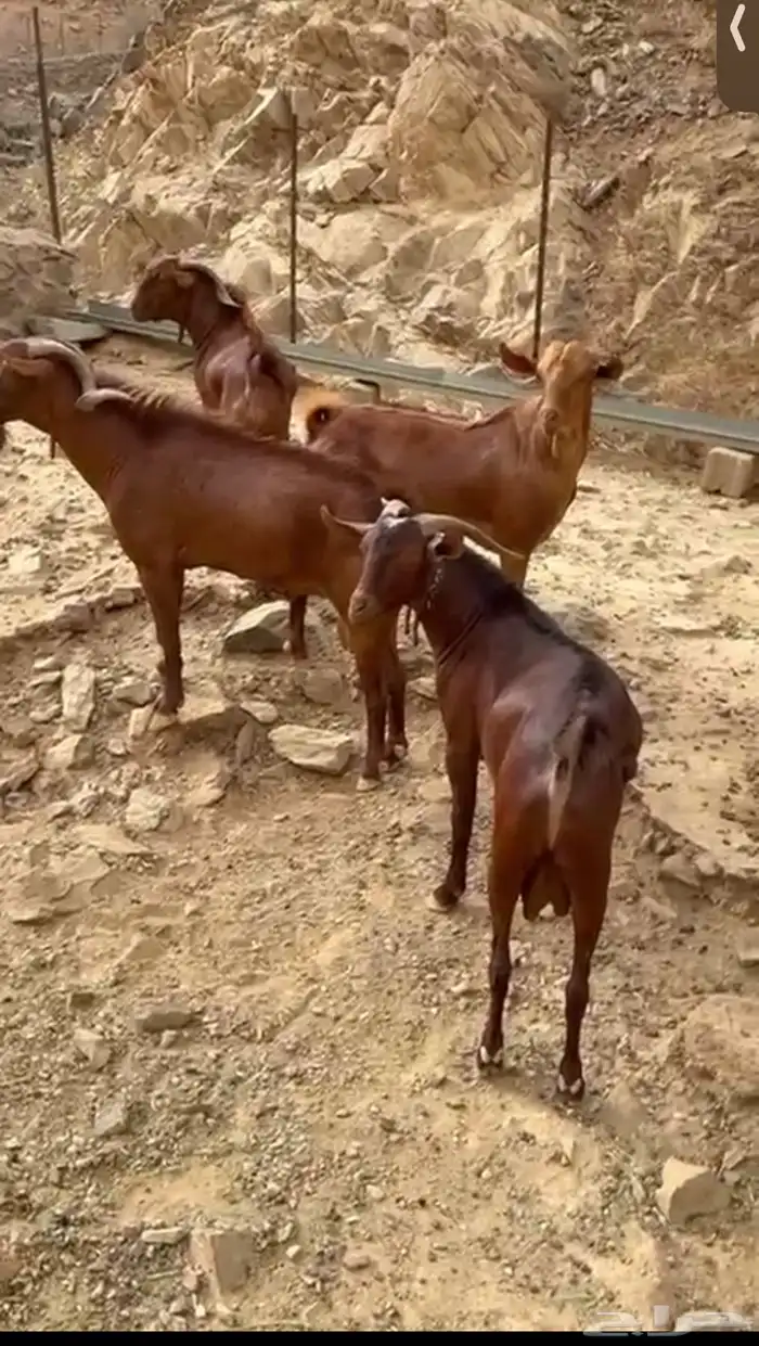 فحول للبيع صنف عدد 5 5