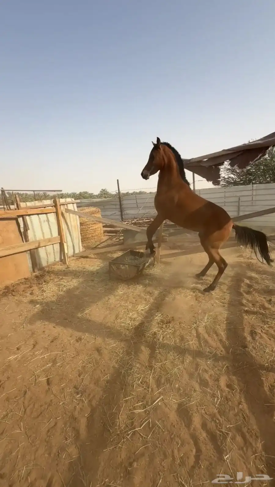 خيل عربي وهو مصري 0