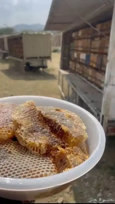 عسل جبلي صافي جديد من منحلي شخصيا 2