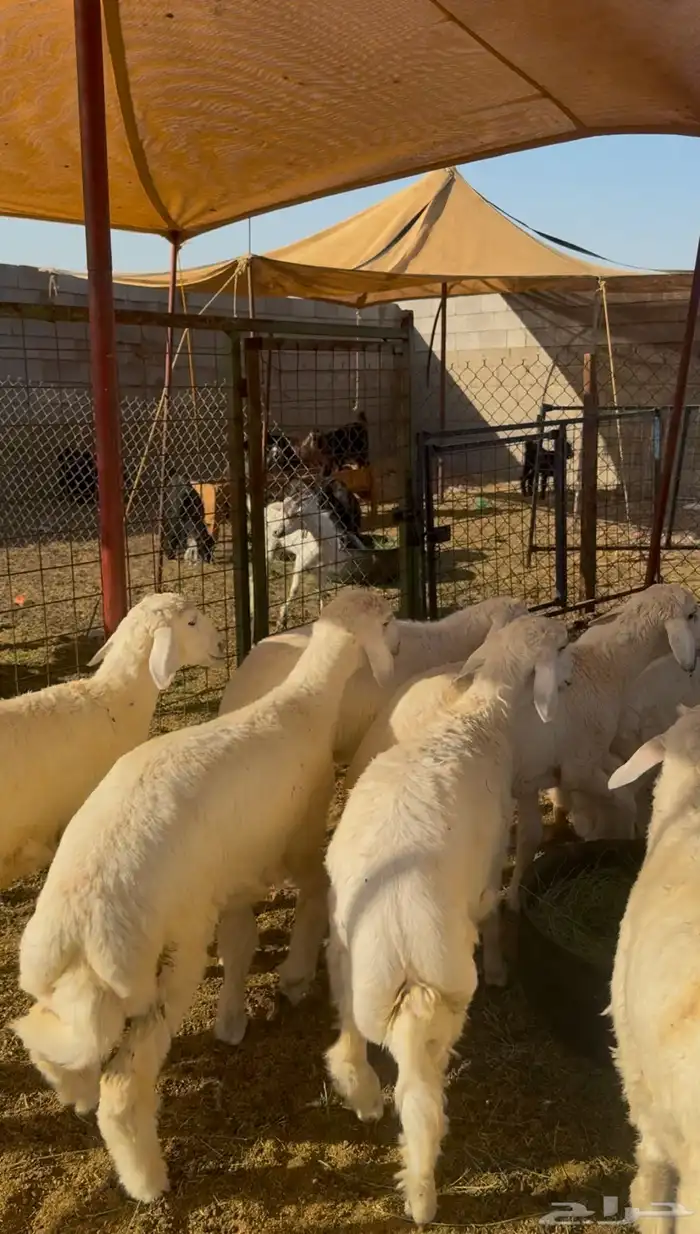 طليان مناسبات طيبة بالحيل (تم البيع ) 1