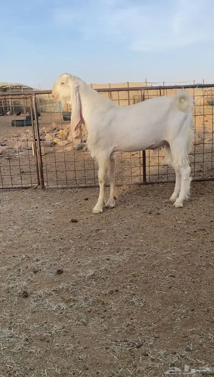 تيس مطور جذع ابرص 0