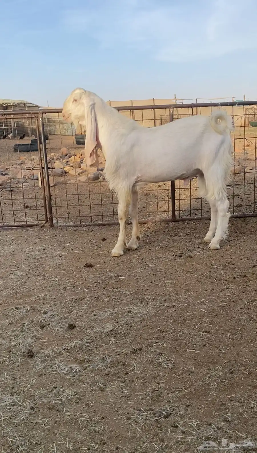 تيس مطور جذع ابرص 0