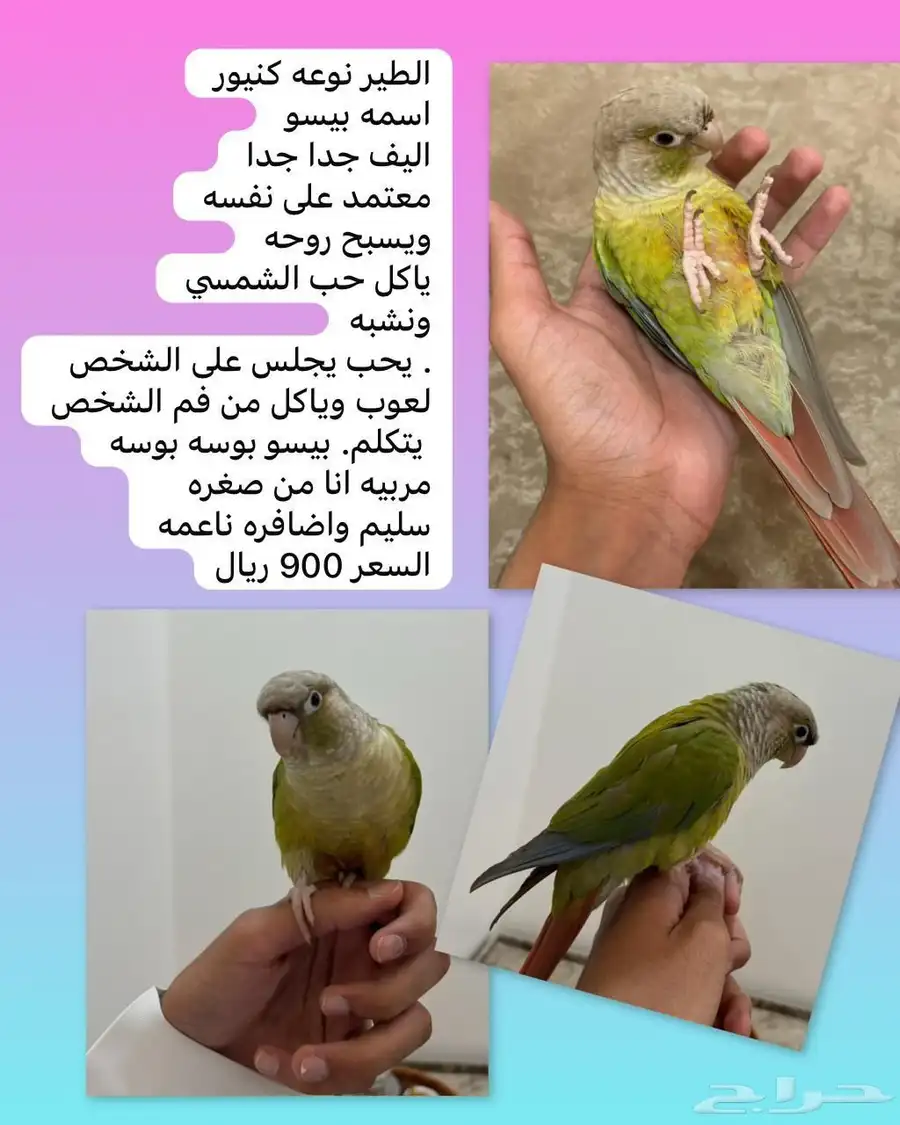 طير هدد داخلي كنيور اليف جدا 1