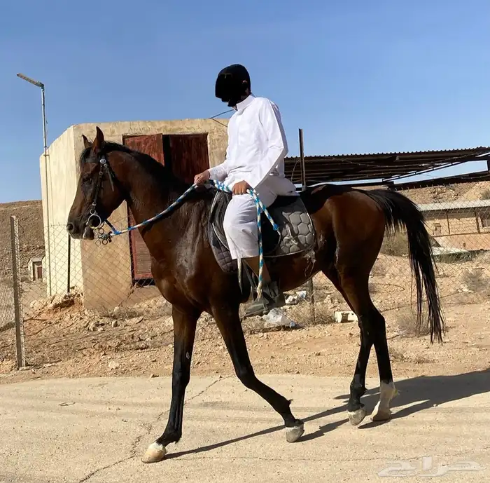 حصان شعبي 8