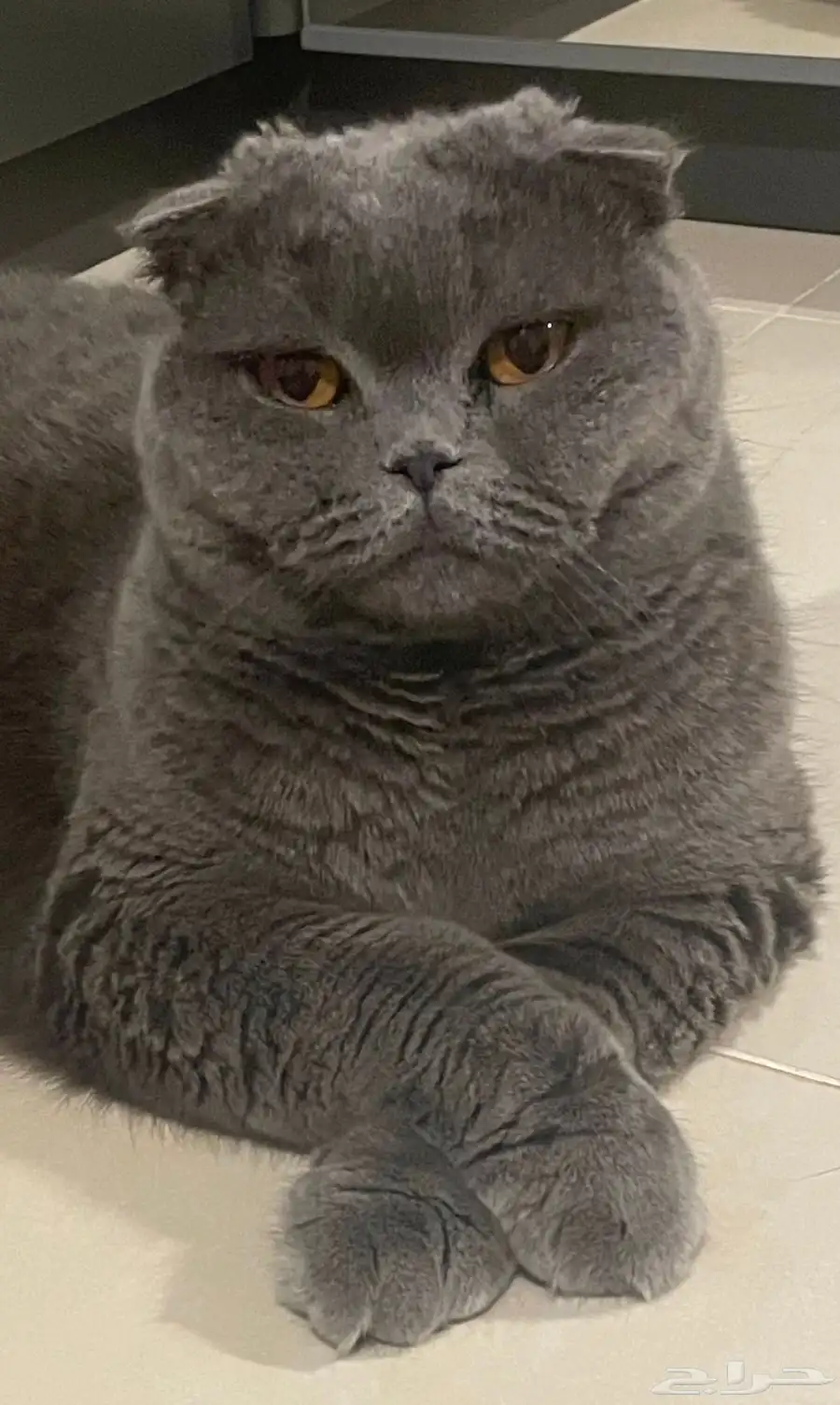 Scottish Fold Cat 2