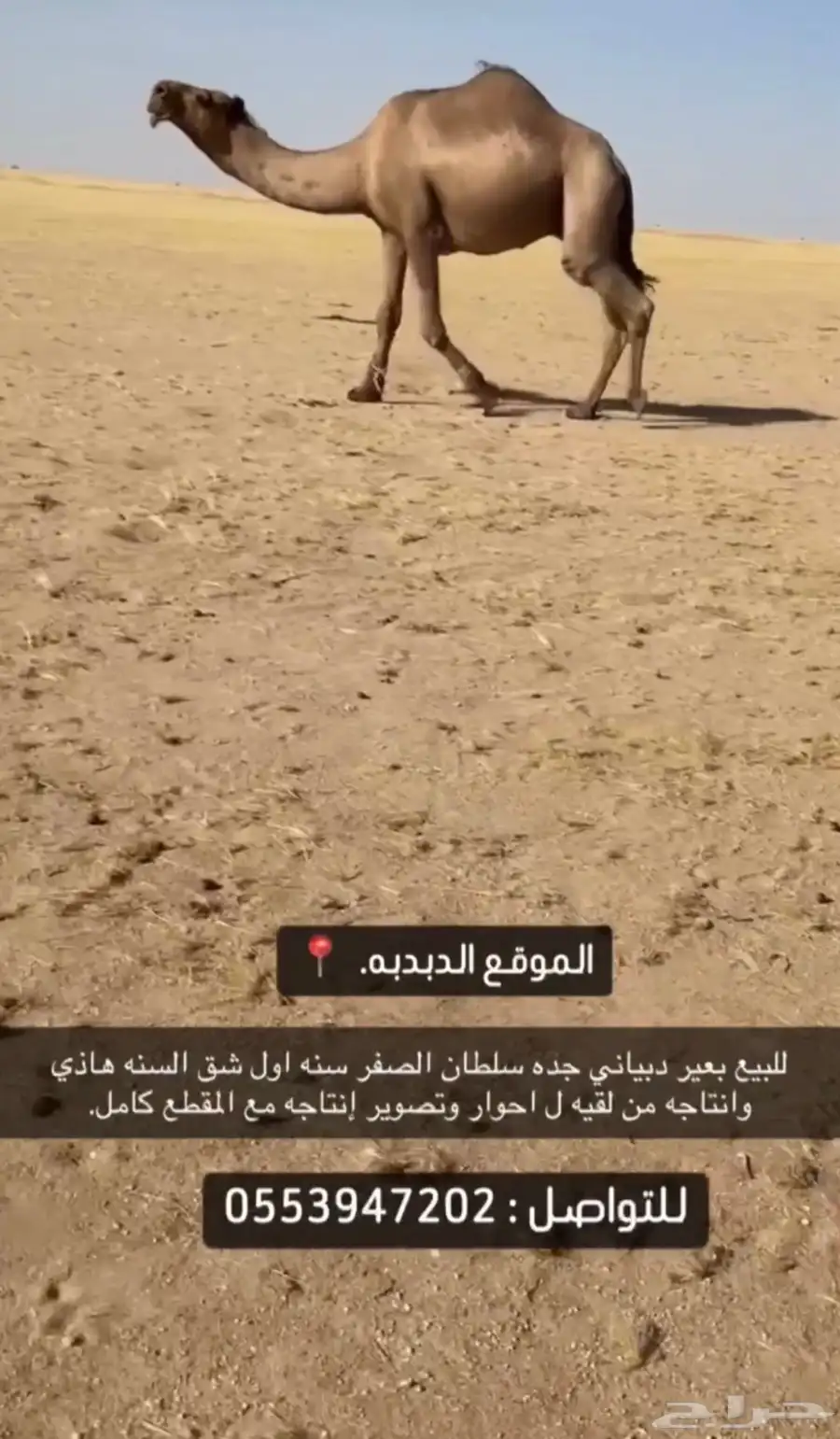 للبيع بعير دبياني منتج. 0