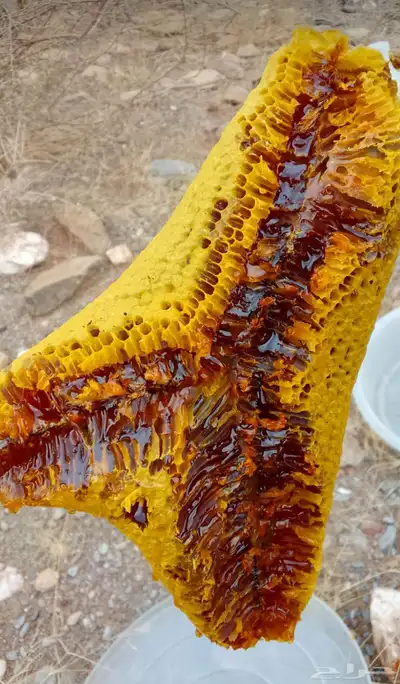 عسل جبلي صافي جديد من منحلي شخصيا 7