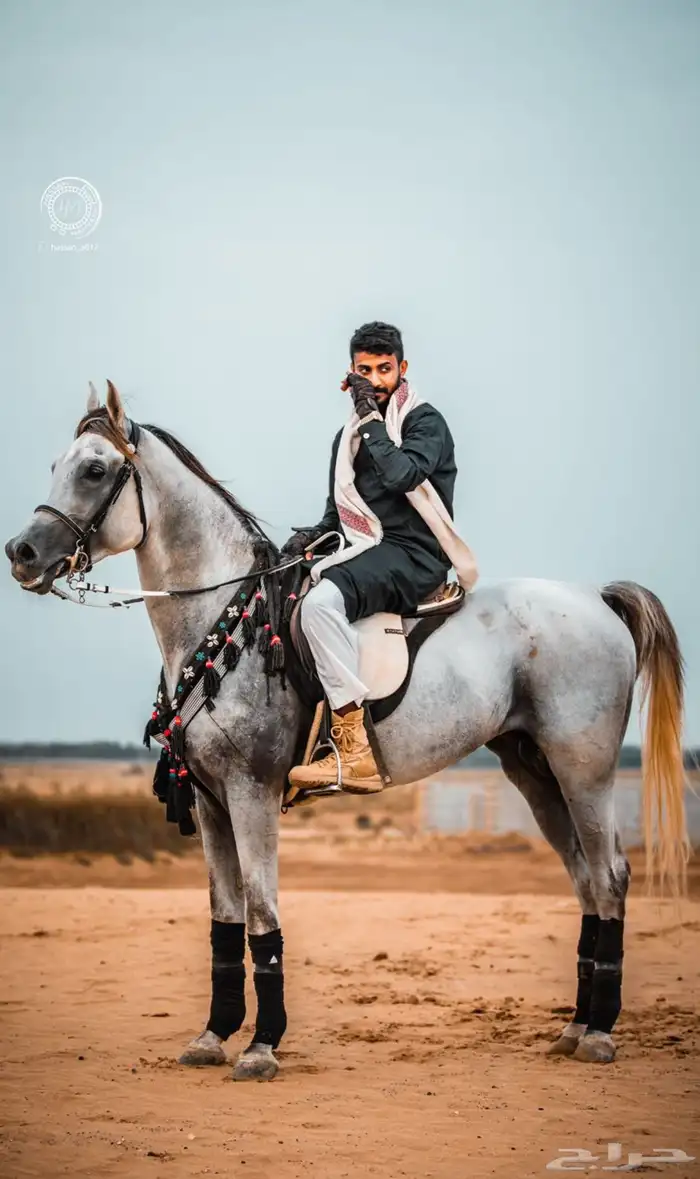 حصان مصري بيور 1