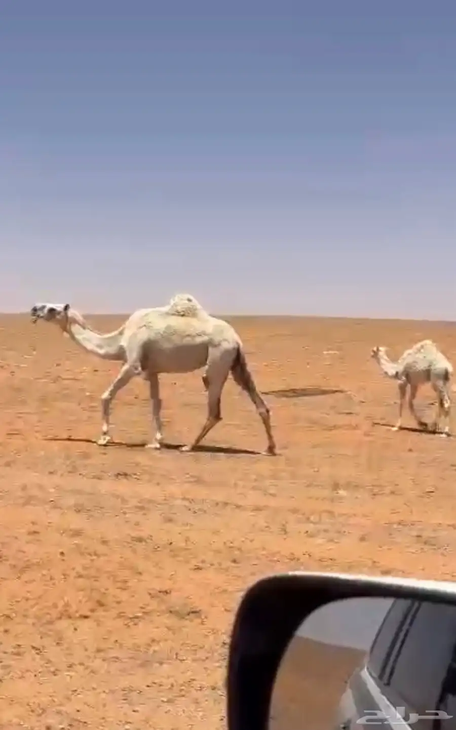 خلفه وضحاء بكر تحته بكره على جميع الشروط السوم واصل 34200 1