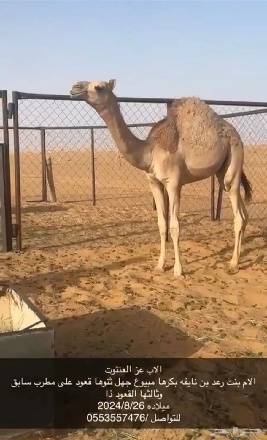 قعدان للبيع 1