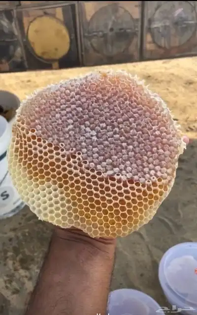 عسل جبلي صافي جديد من منحلي شخصيا 25