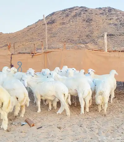 طليان حرية للبيع 0