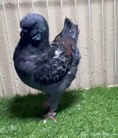 ذكر ابرونز مودينا 24 2