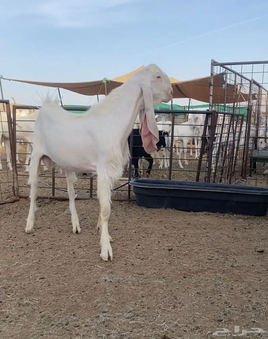تيس مطور جذع ابرص 1