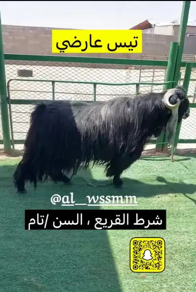 تيس عارضي   شرط القريع 0