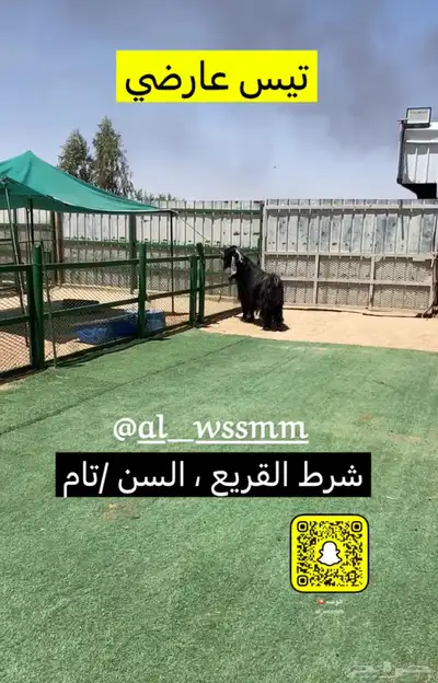 تيس عارضي   شرط القريع 2