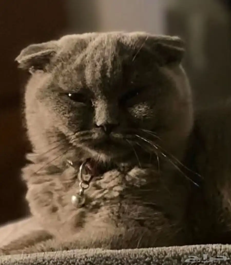 Scottish Fold Cat 1