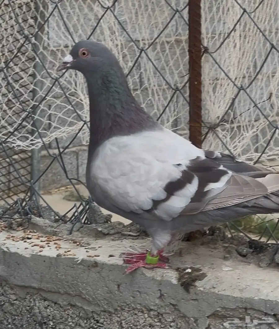 زوجين حمام 0