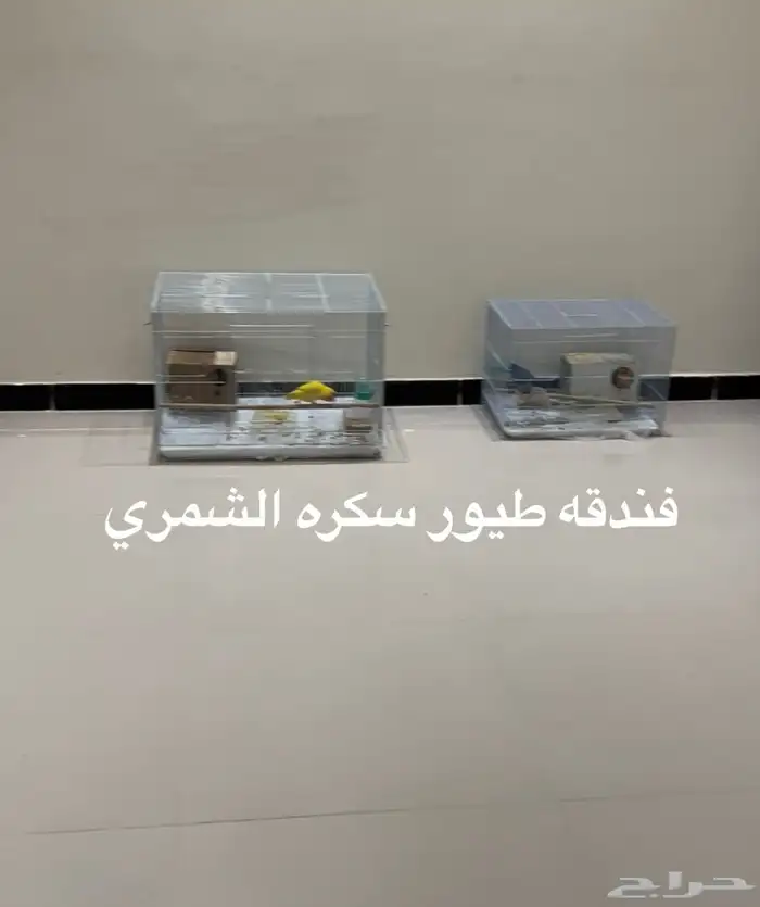 فندقه طيور حياكم الله 0