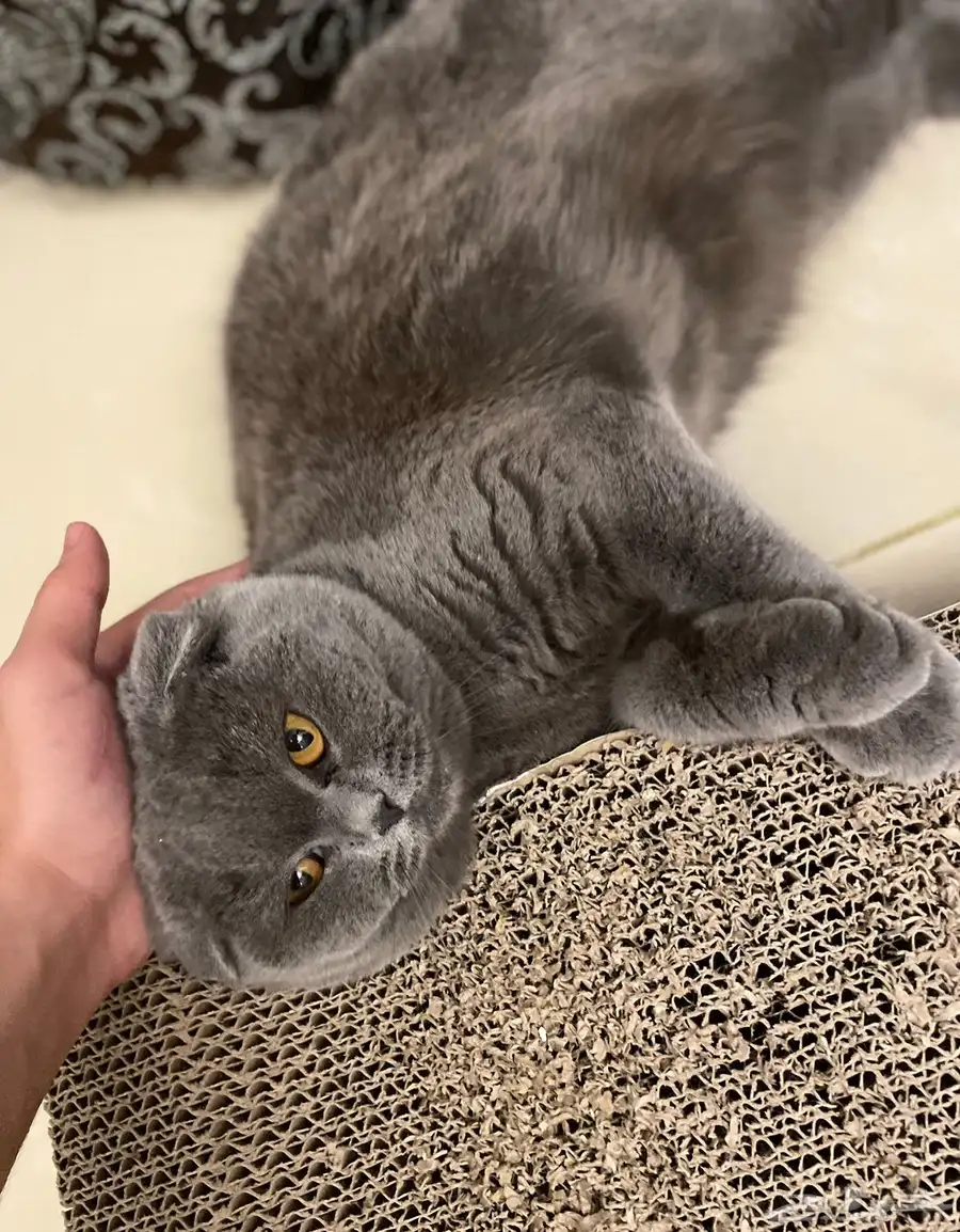 Scottish Fold Cat 4