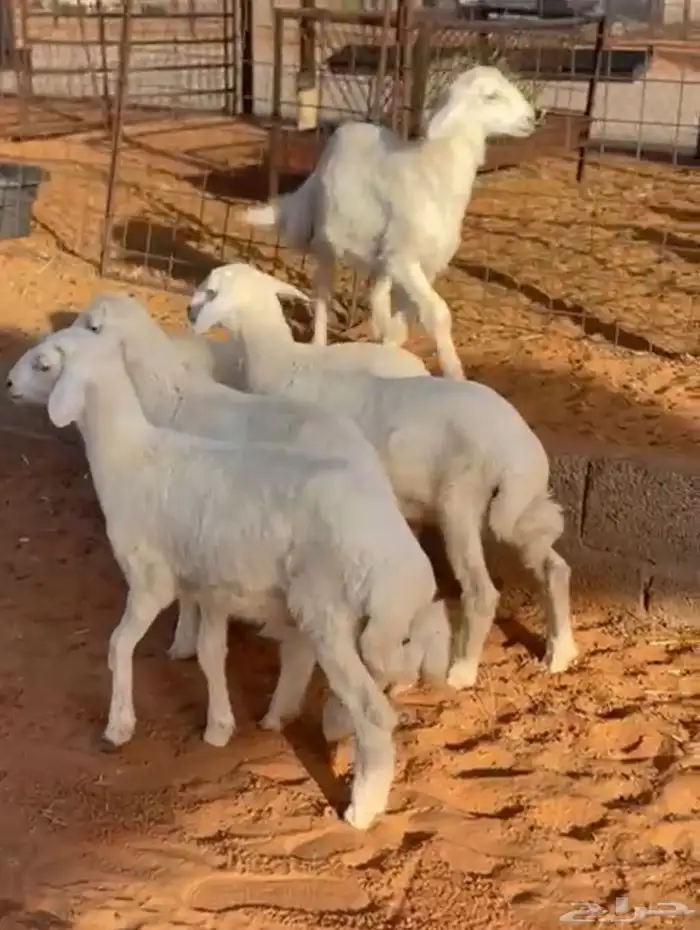 طيان حري العدد 6 العمر 3 شهور الي مغلق تم البيع 1