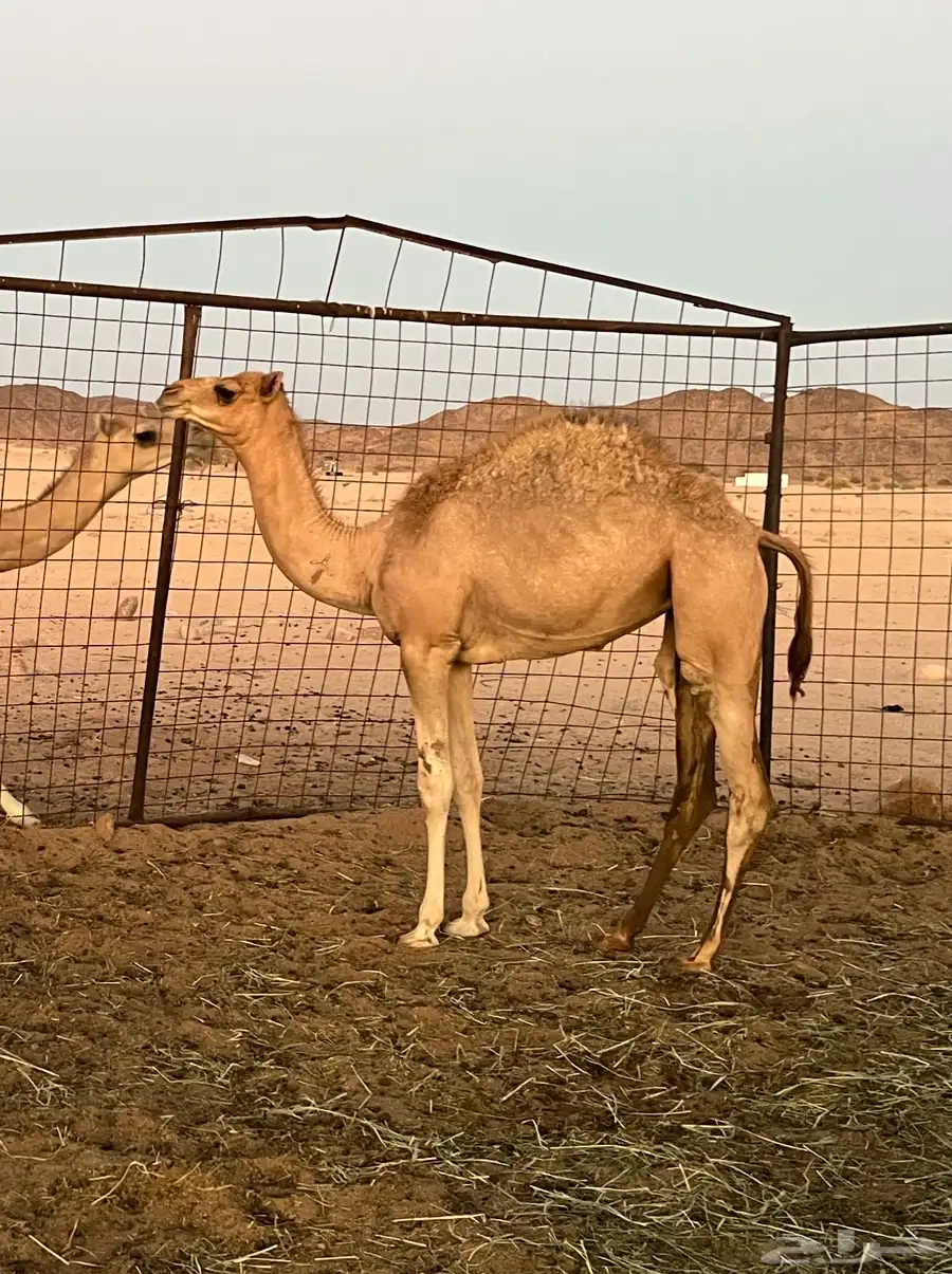 بكره هجن للبيع 1