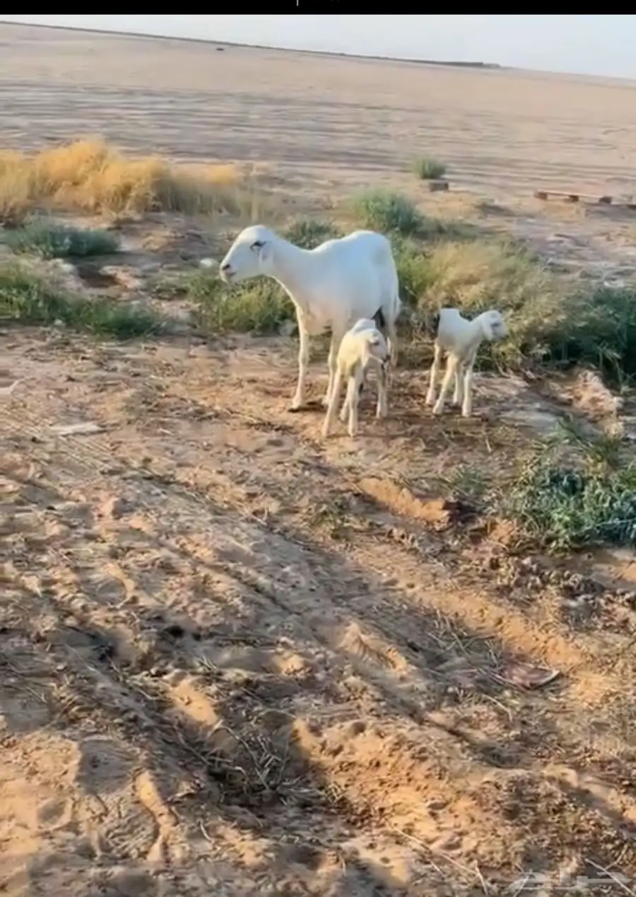 متبع تحته خروفين جامع 0