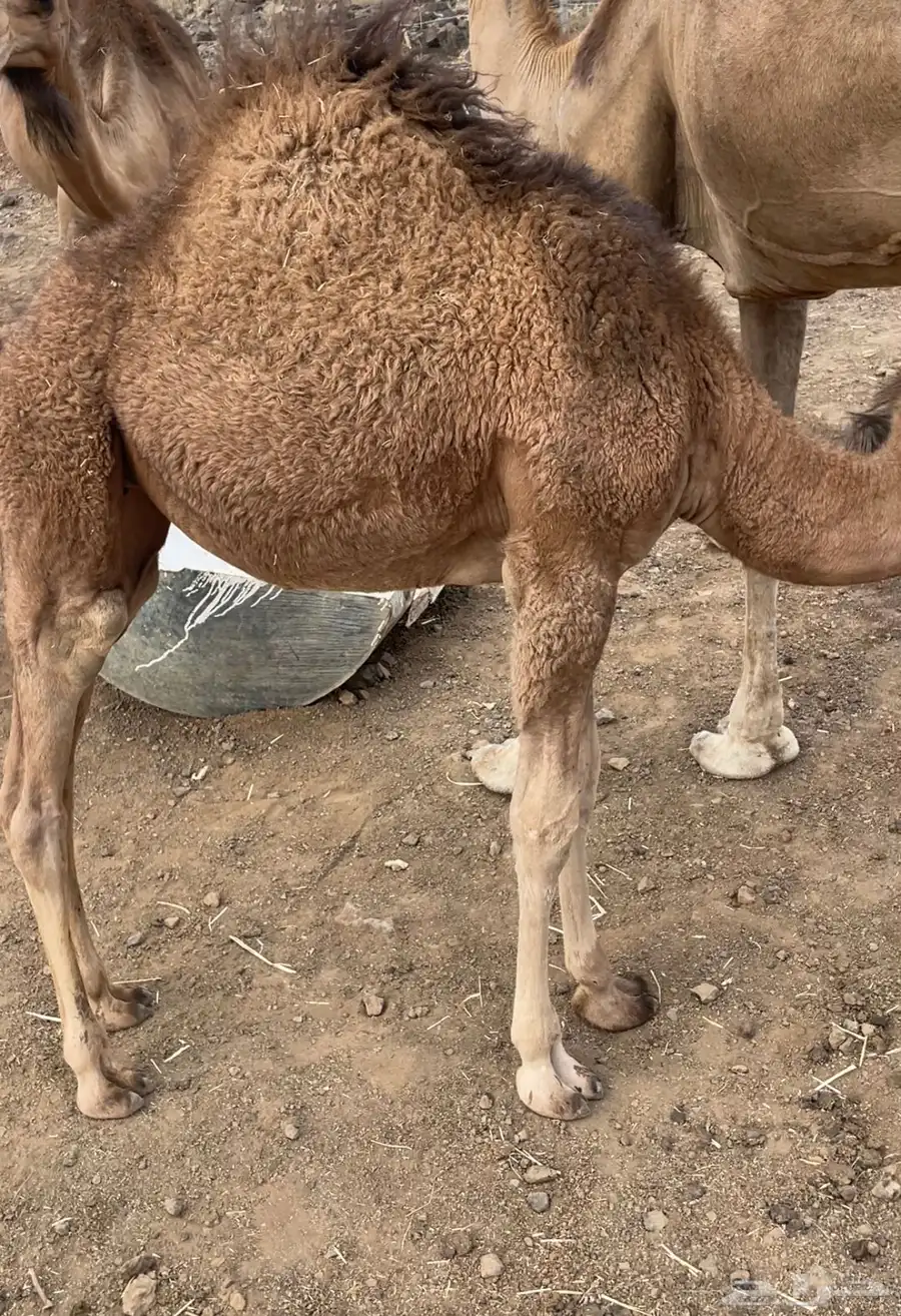بكرتين على حليب امهاتها سمان ومشروطة 4