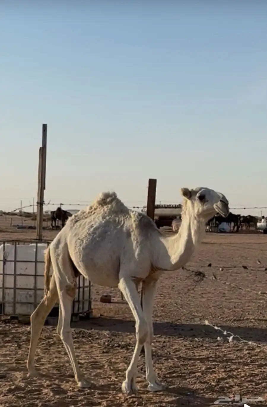 قعود طيب 4