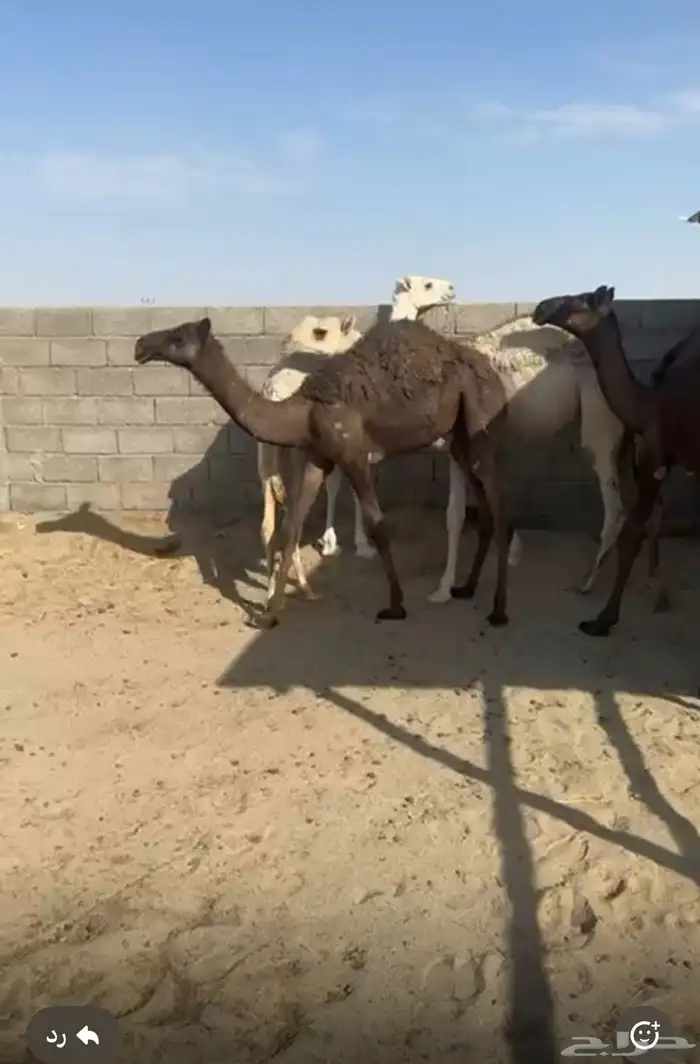 4حشوان في بيشه 1