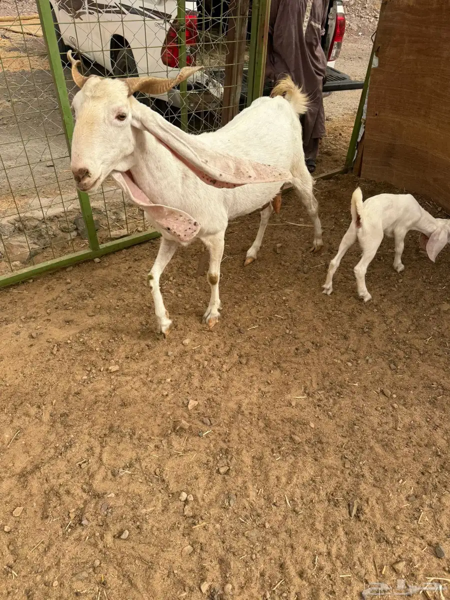 عنز هولنديه فاخره صنف الصنف 0