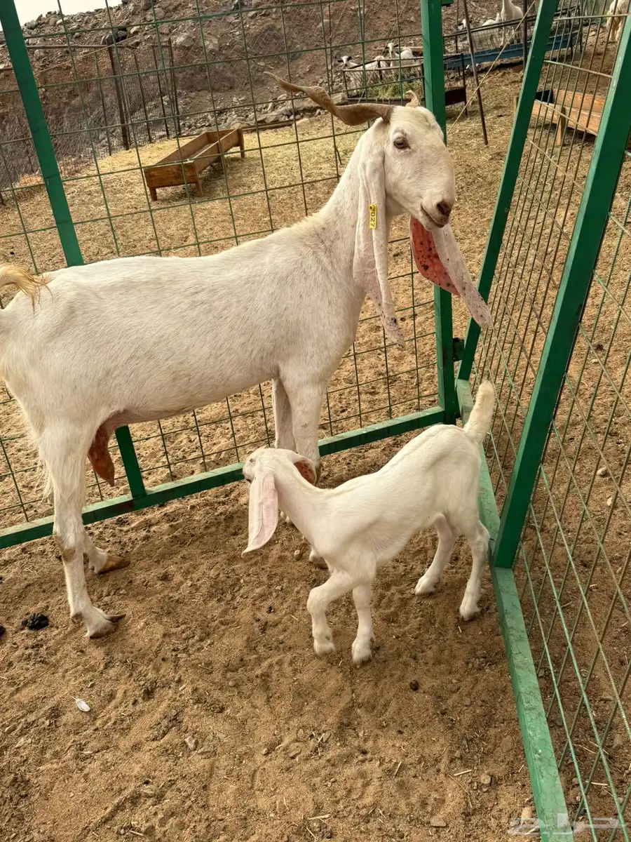 عنز هولنديه فاخره صنف الصنف 1