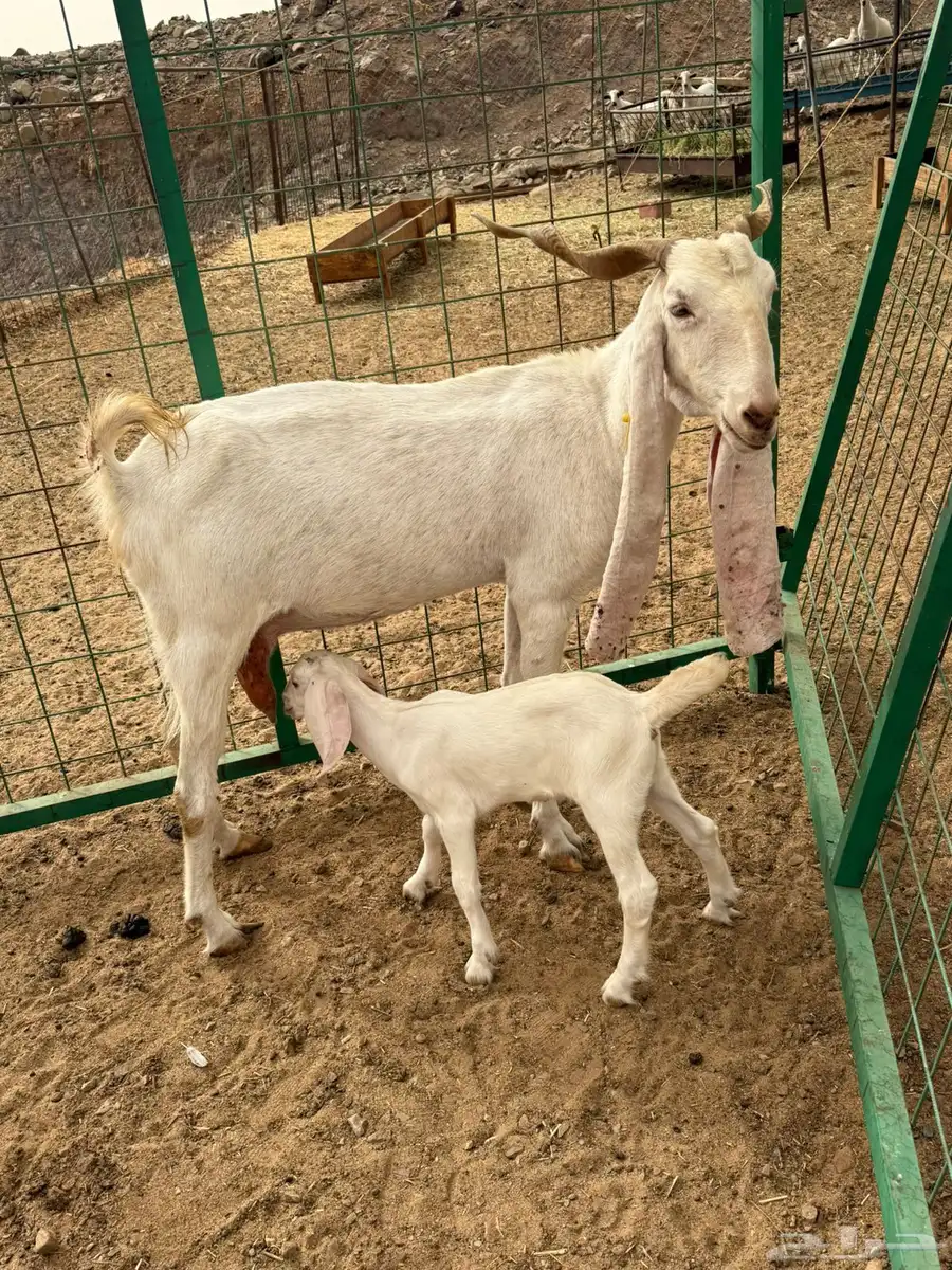 عنز هولنديه فاخره صنف الصنف 3