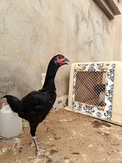 دجاجة شامو ألماني 1