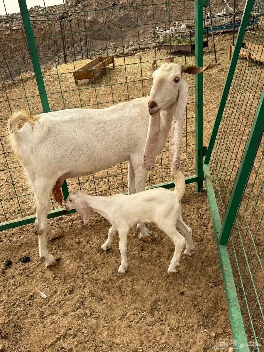 عنز هولنديه فاخره صنف الصنف 4