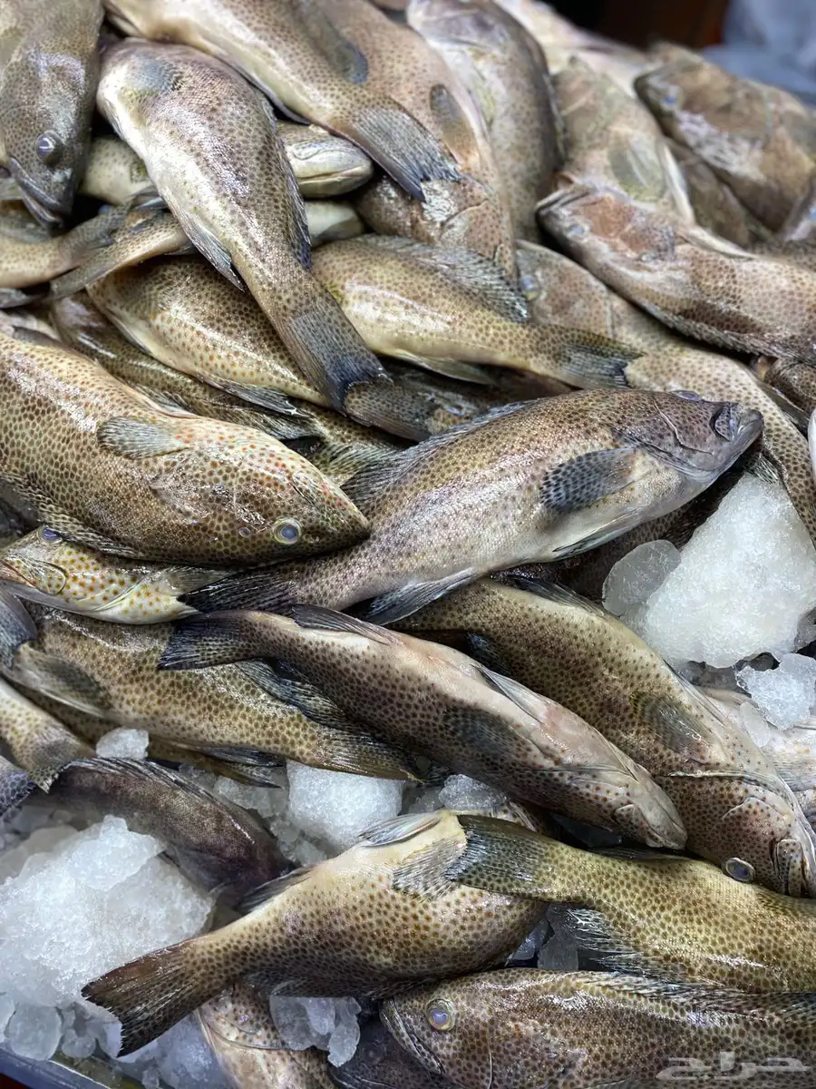 سمك طازه 5