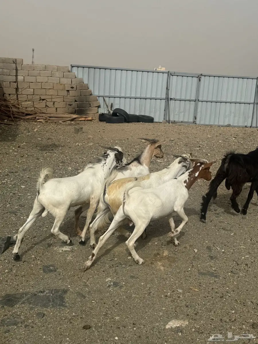 البيع تيوس يمنيه فل شحم تربيه في آلسعوديه 3 اشهر 0