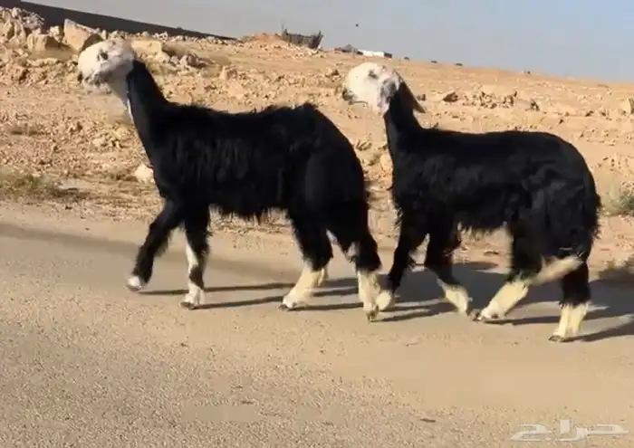 تم البيع 1