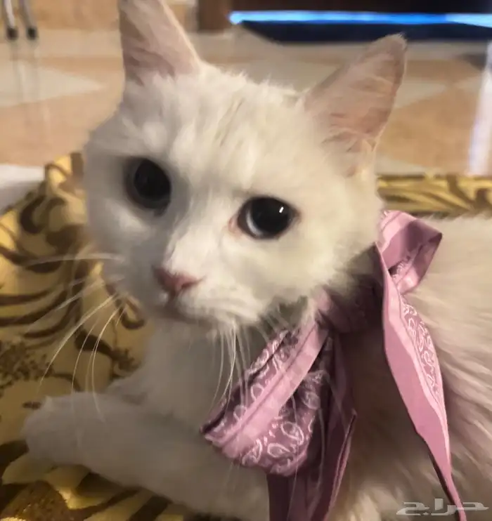 قطط للتبني 0