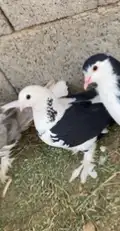 حمام للبيع 0