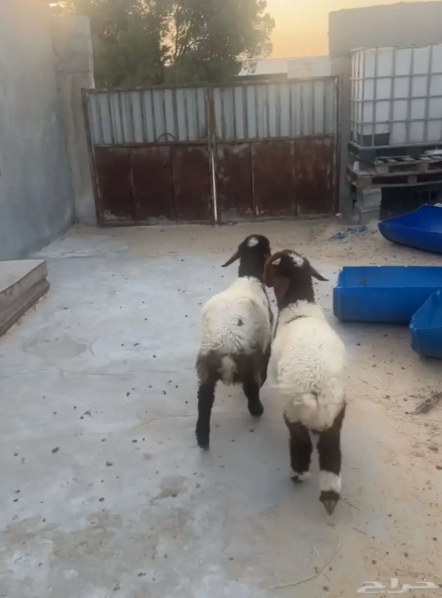 هرافا نعيم 2
