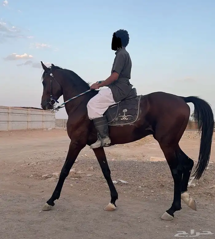 حصان شعبي 9