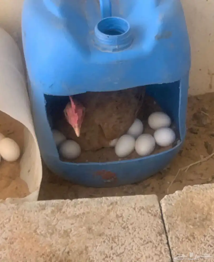 دجاج بلدي بياض ورجان 2