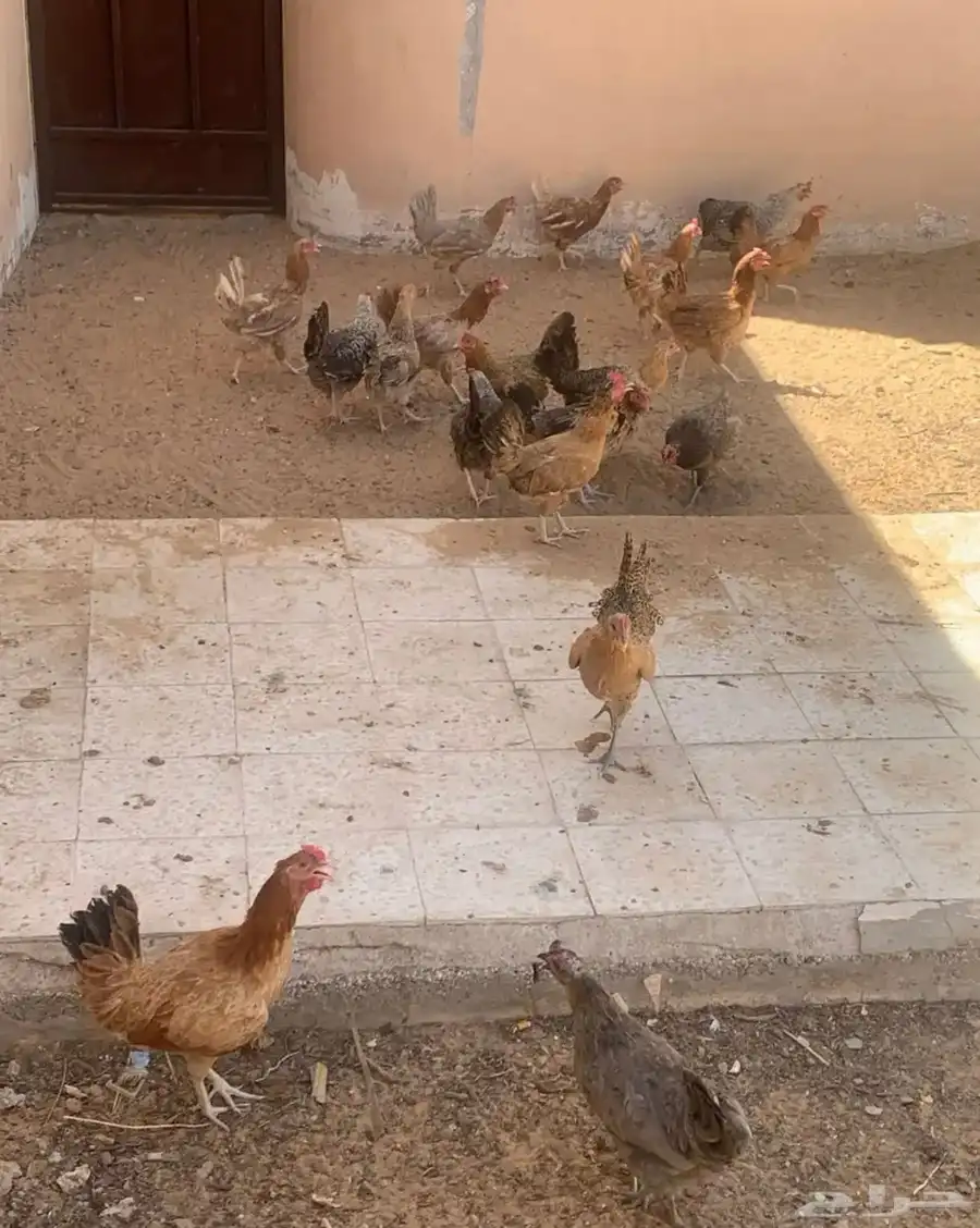 دجاج بلدي بياض ورجان 5