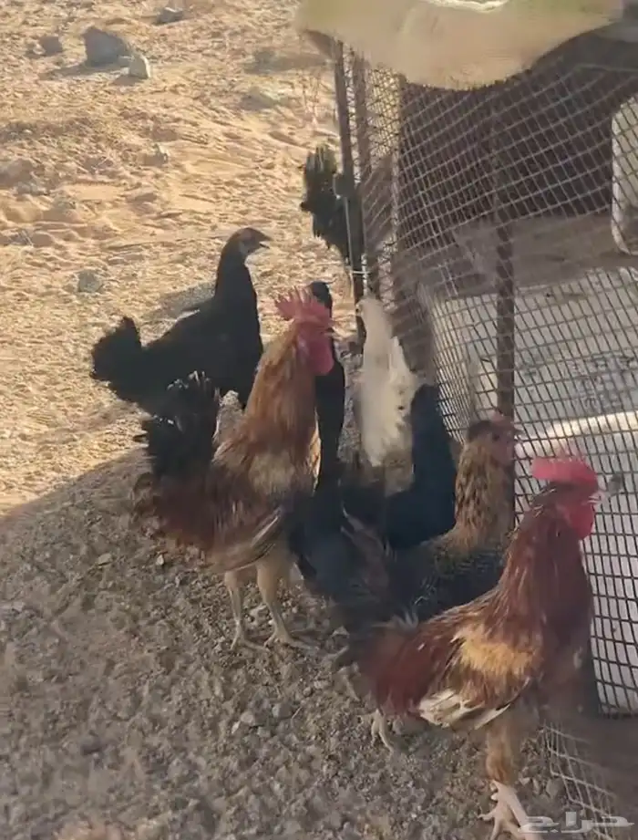 دجاج 0